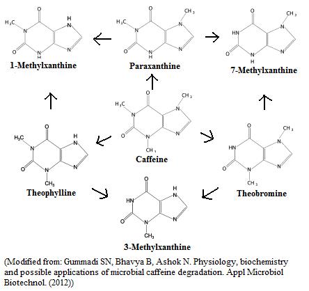 caffeine mechanism